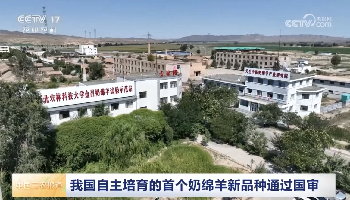 我国自主培育的首个奶绵羊新品种通过国审